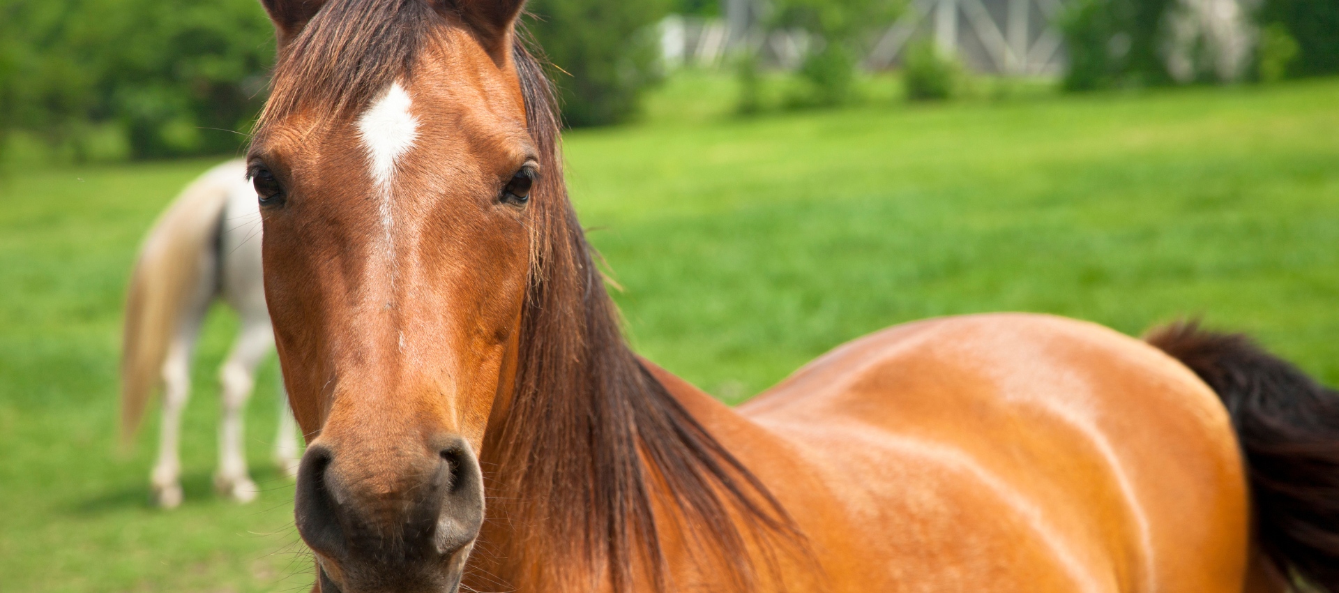 beechy horsemanship horse looking at camera outside