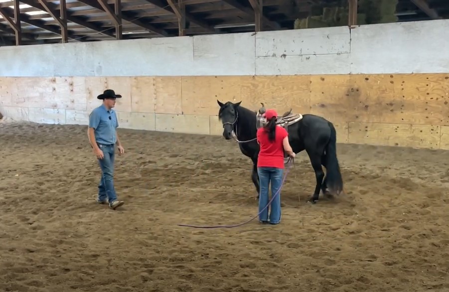 Groundwork Exercises Beechy Horsemanship