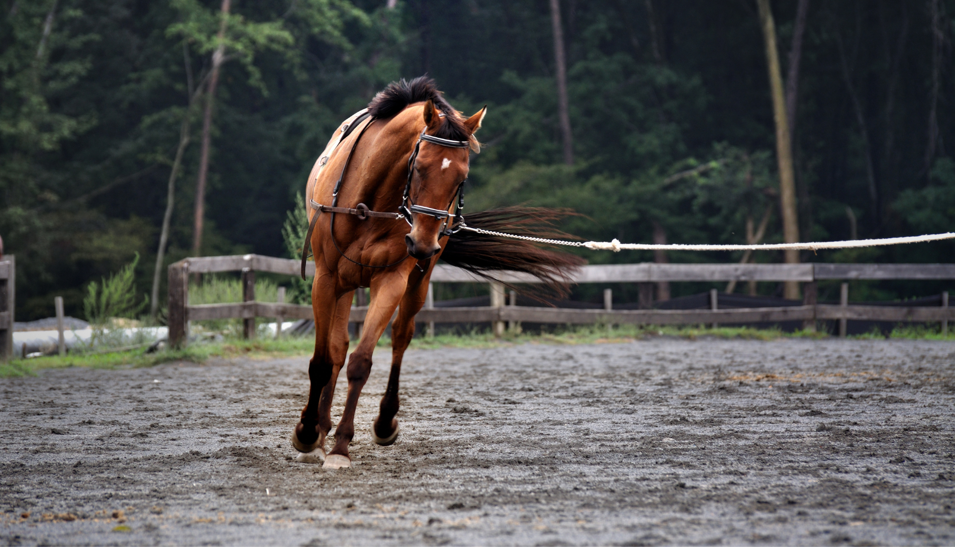 horse trainers that come to you trainers that travel to you trainers that travel to me